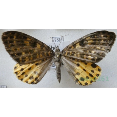 Arichanna flavinigra Hampson, 1907? female Nepal, Tybet75k